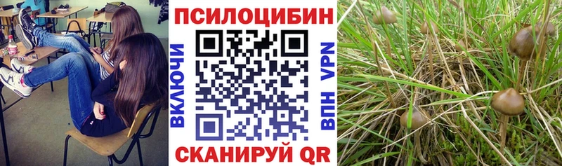 Купить  Новосокольники  Псилоцибиновые грибы MAGIC MUSHROOMS 